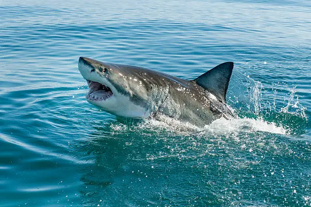 Great white shark breeching in the ocean