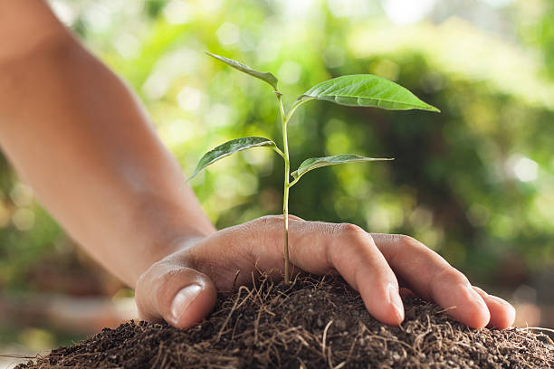 istock hands holding and caring a young plant 482711690