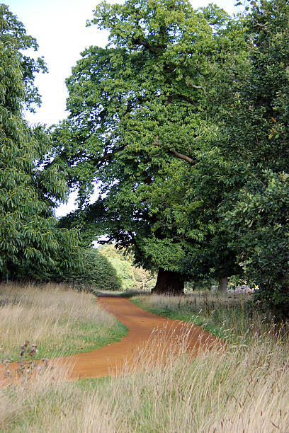 istock Dirt Path Through the Norfolk Countryside 482711793