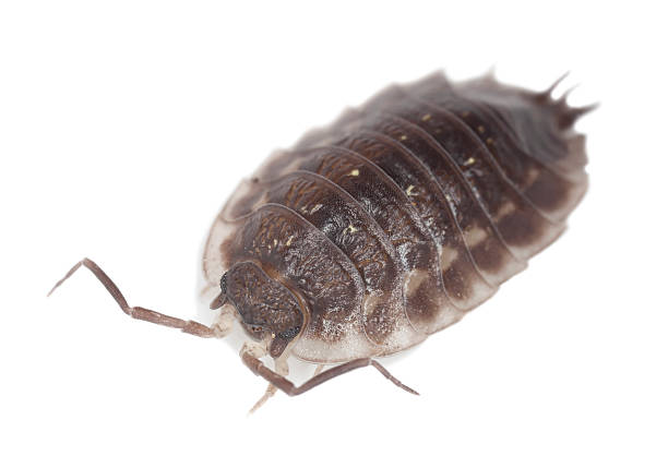 istock Woodlouse isolated on white background 482711877