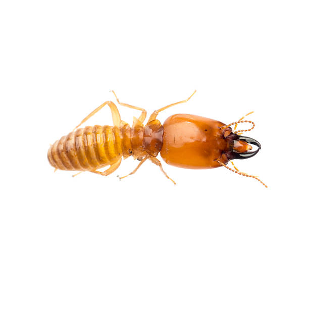 Close-up of termite on white background stock photo