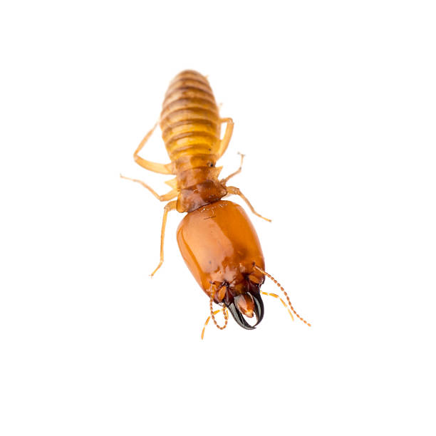 termite isolé - worker termite photos et images de collection