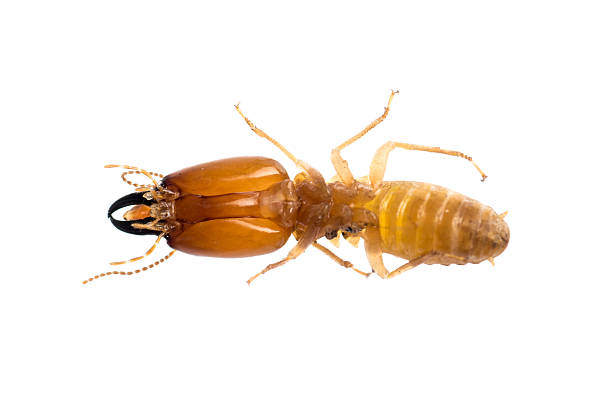 termite isolated stock photo