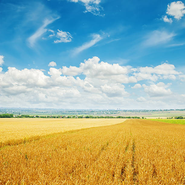 istock clouds over golden field with barley 482712793