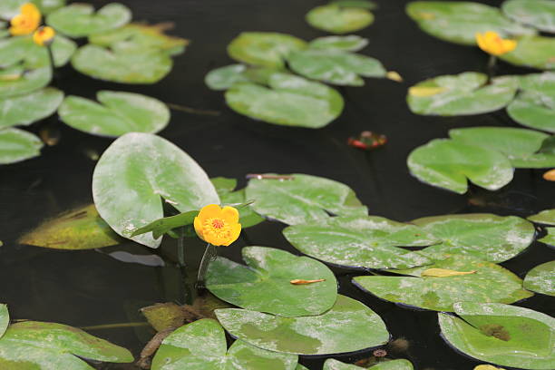 istock Plants and tiny yellow flowers on the pool. 482714336