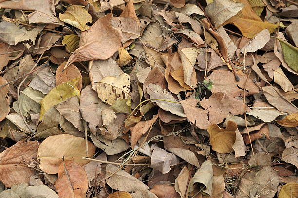 istock Many dry leaves on the ground 482714338