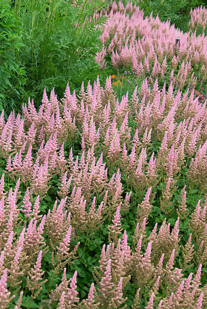istock Bed of blooming pink astilbe flowers 482714870