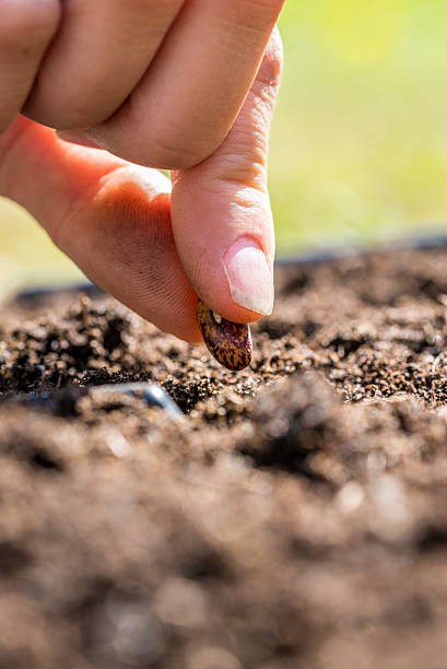 istock Person planting a seed in the ground 482718046
