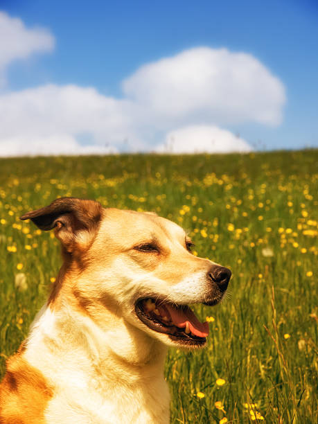 istock dog in the meadow 482718928