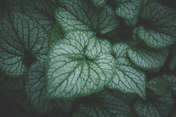 istock Leaves of a plant. 482719080