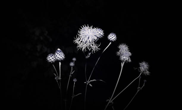 istock Flowers in the field 482719120