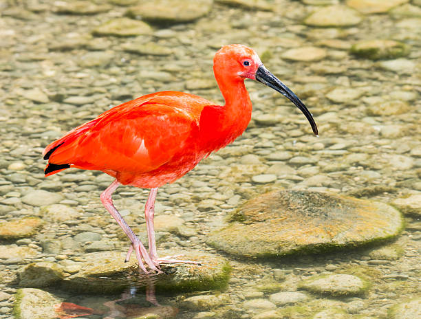 istock Scarlet Ibis wading through the water 482719656