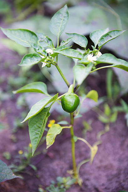 Green pepper stock photo