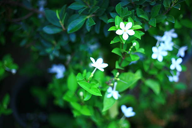 istock Beauty of Nature 482720070