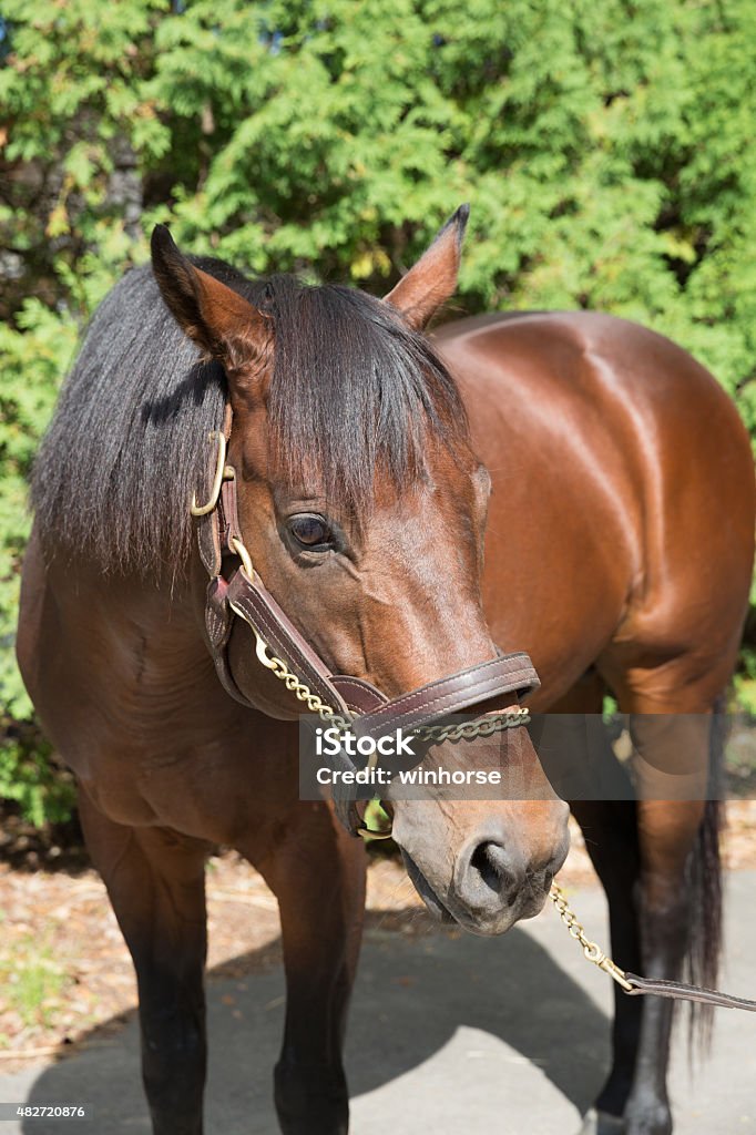 Horse Horse close up 2015 Stock Photo