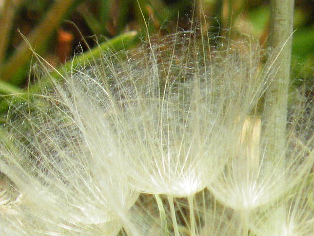 macro tiro di un achene di un dente di leone vescia - achene foto e immagini stock