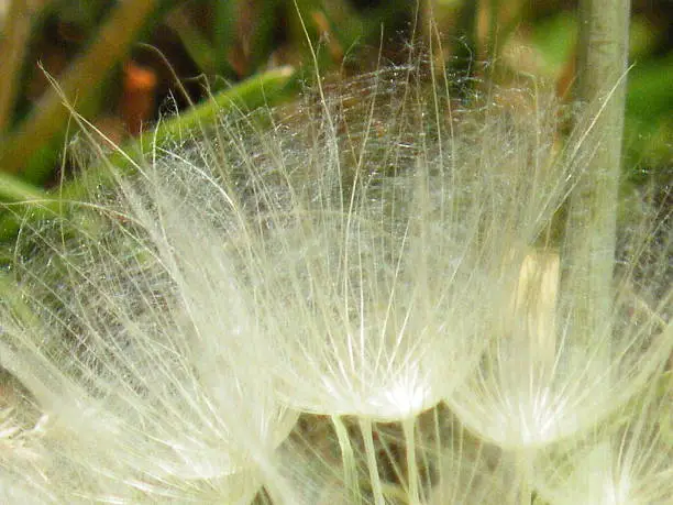 White wispy cobwebby looking tip of a dandelion puff-ball called an achene