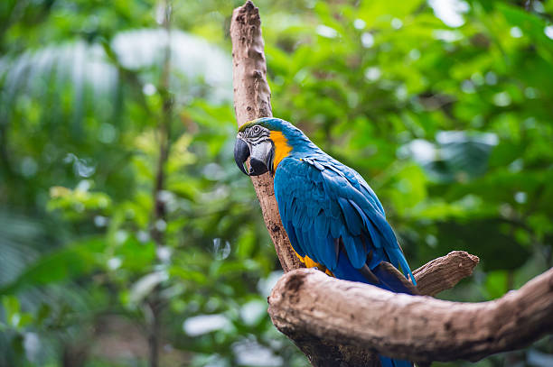 istock Parrot in bird park, Iguazu, Brazil 482724417