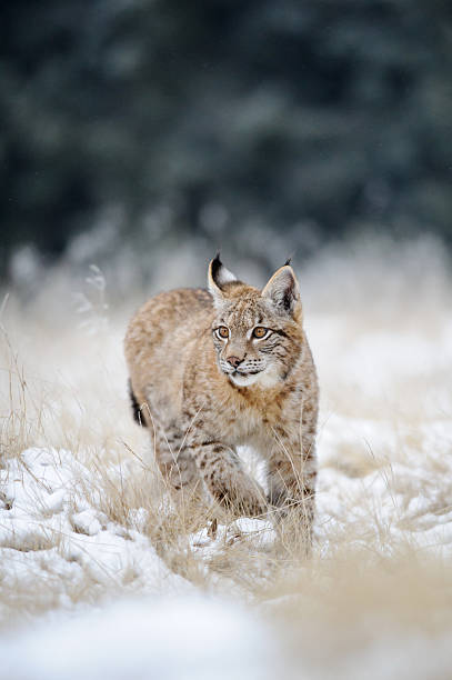 istock Eurasian lynx cub on snowy ground 482724684