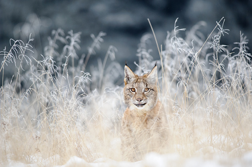 Eurasian lynx cub hidden in high yellow grass with snow. Cold winter season. Freezy weather.