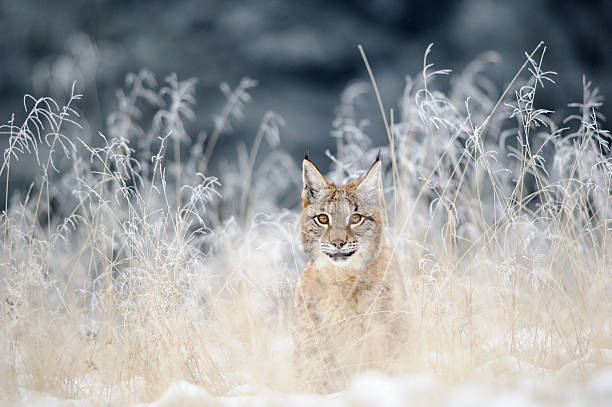 Eurasian lynx cub hidden in high yellow grass with snow stock photo