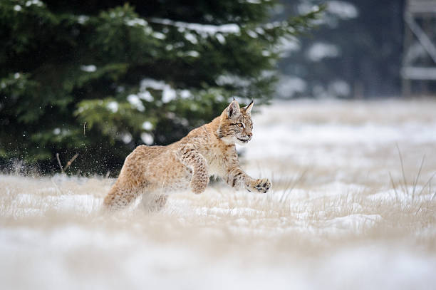 istock Running eurasian lynx cub on snowy ground in cold winter 482724688