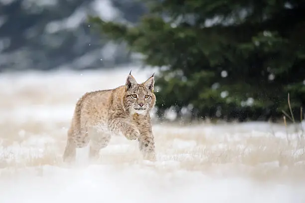Running eurasian lynx cub on snowy ground with green tree on background. Cold winter season. Freezy weather.