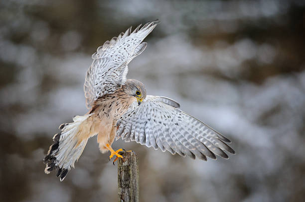 istock Landing common kestrel to wooden post in forest 482724696