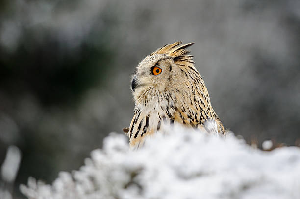 istock Eurasian Eagle Owl sitting on the ground with snow 482724716