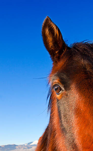 Horse Mustang Animal Ear Animal Head Stock Photos, Pictures & Royalty-Free Images - iStock Horse Mustang Animal Ear Animal Head Stock Photos, Pictures & Royalty-Free Images - iStock
