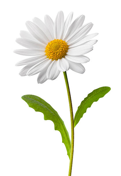 daisy - chamomile plant chamomile blooming flower стоковые фото и изображения