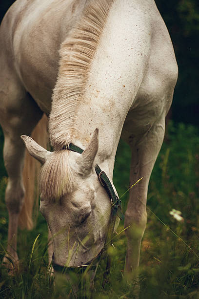 White horse White horse eating grass uffington horse stock pictures, royalty-free photos & images