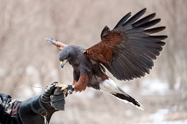 prêmio - falconry glove - fotografias e filmes do acervo