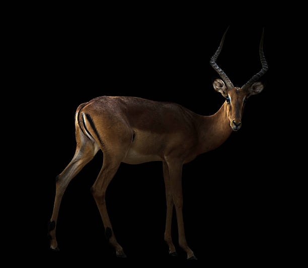 istock male impala in the dark 482725322