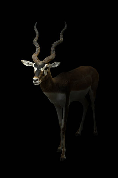 istock male blackbuck standing in the dark 482725324