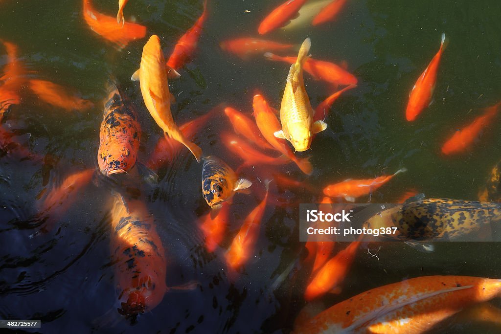 Beautiful Koi fish feeding Beautiful Koi fish feeding in a natural pond Animal Stock Photo