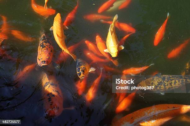 Beautiful Koi Fish Feeding Stock Photo - Download Image Now - Animal, Animal Fin, Animal Mouth