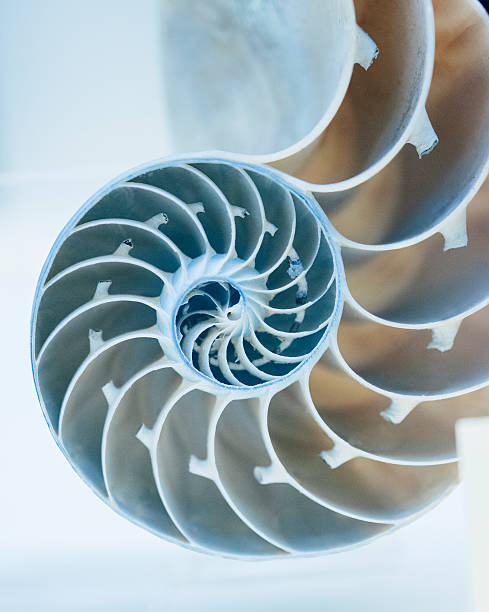 istock Cut away of Nautilus shell 482726175