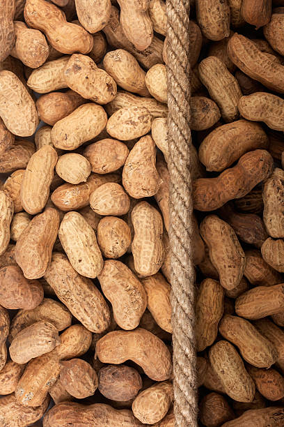 cacahuètes et corde - peanut legume textured effect fat photos et images de collection