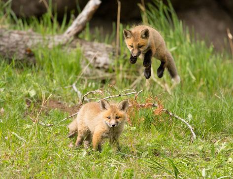 Red Fox kit in the air pouncing on another kit - Yellowstone NP.
