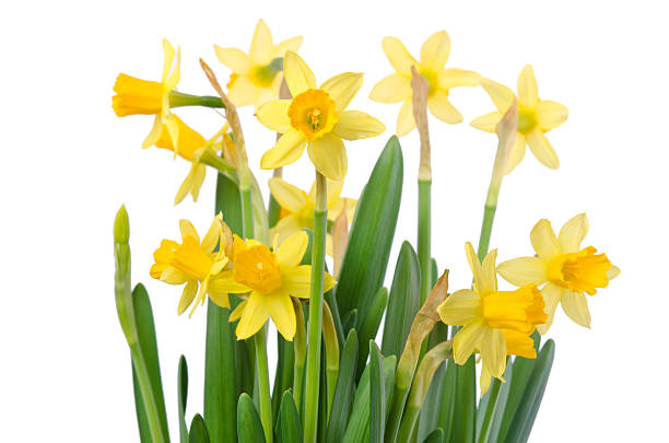 istock Daffodil flower or narcissus bouquet over white background 482726705