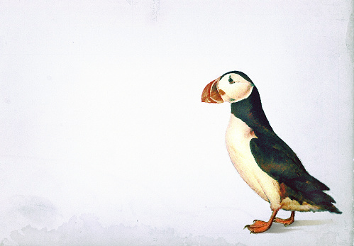 Puffin on a paper background