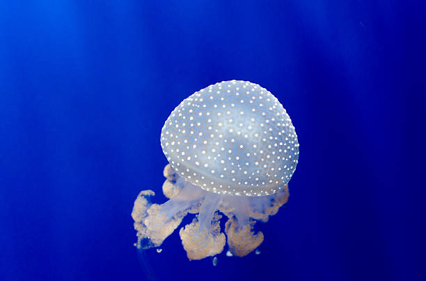 świecąca na niebieski 3 - white spotted jellyfish zdjęcia i obrazy z banku zdjęć