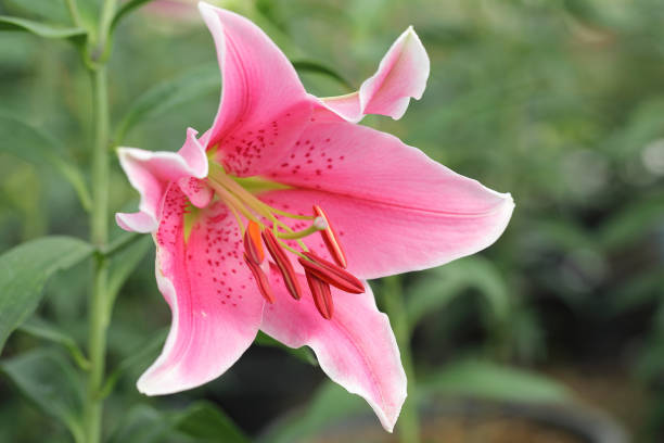 istock pink lily flowers 482726907