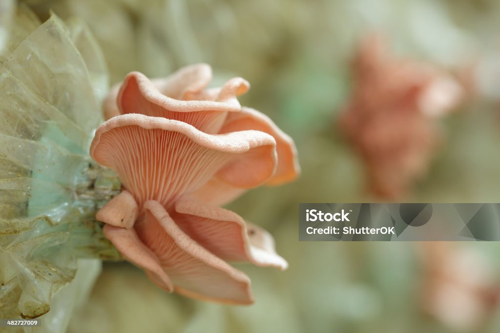 Pleurotus djamor Pleurotus djamor fungi in Thailand farm Oyster Mushroom Stock Photo