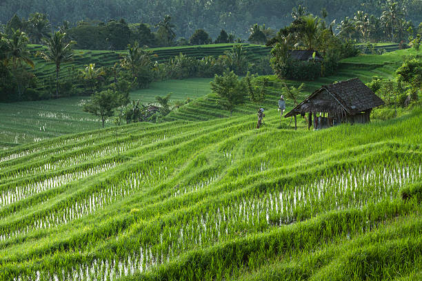 Rice fields in Bali Traditional terrace rice fields of Bali, Indonesia. jatiluwih rice terraces stock pictures, royalty-free photos & images