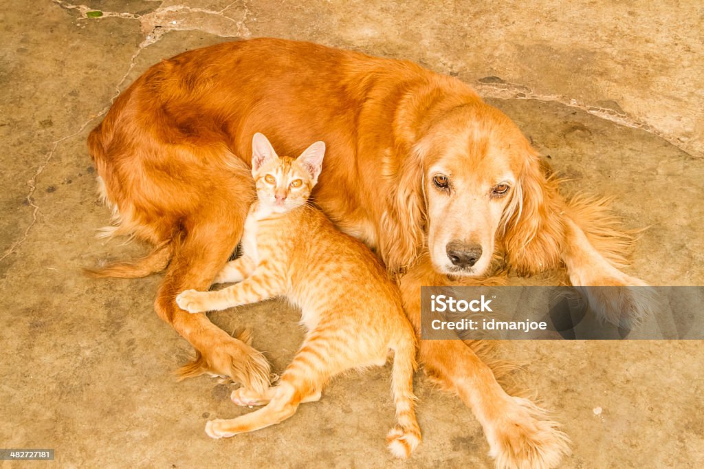 Gato y perro - Foto de stock de Amistad libre de derechos
