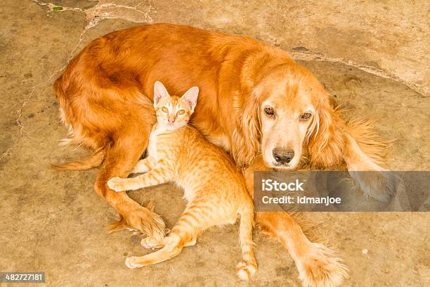 Gato Y Perro Foto de stock y más banco de imágenes de Amistad - Amistad, Amor - Sentimiento, Animal