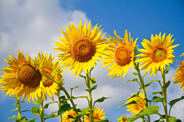 istock Agriculture stock image - Sunflower field 482727441