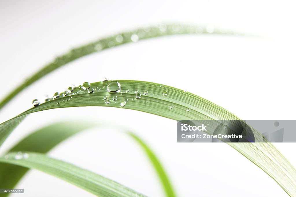 Frisches Wasser Tropfen auf grünem Gras Blatt-Natur im Freien Isoliert - Lizenzfrei Blatt - Pflanzenbestandteile Stock-Foto